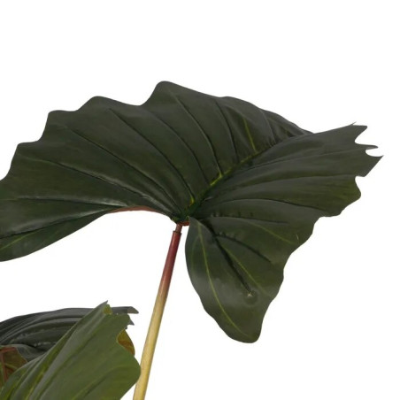 Fausse plante colocasia vert